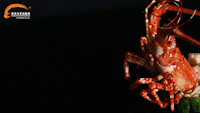 1502930848907712.gif MVI_9897_3.gif